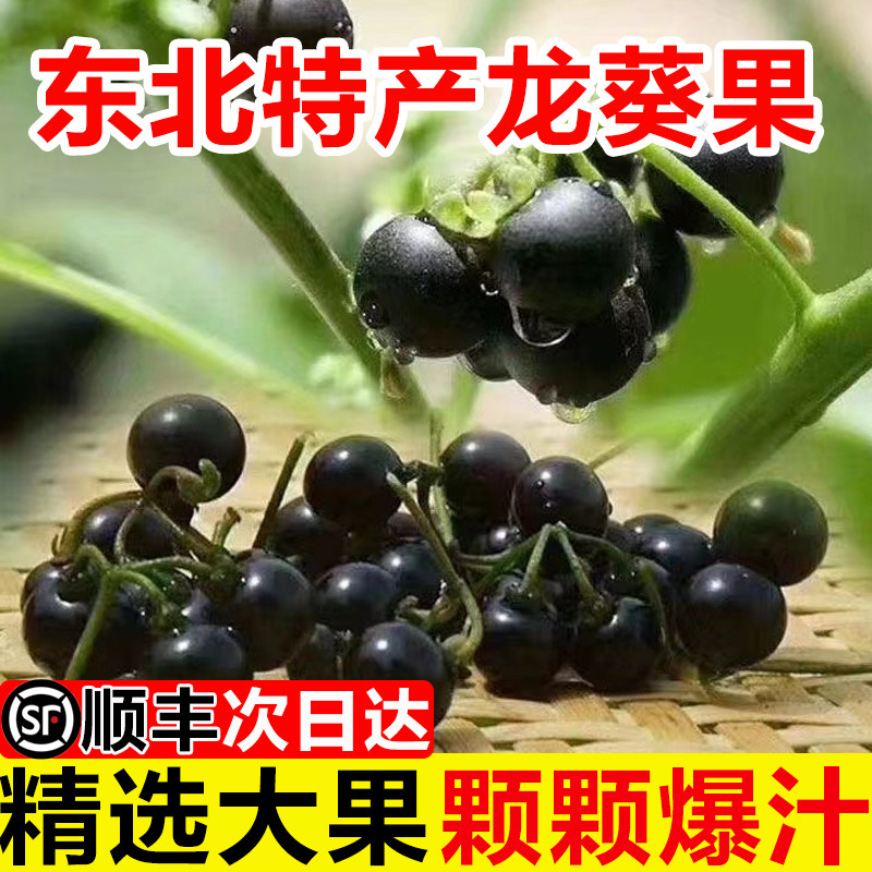 新鲜龙葵果g野生包邮250克东北黑天天黑悠悠黑呦呦黑星星端端水果