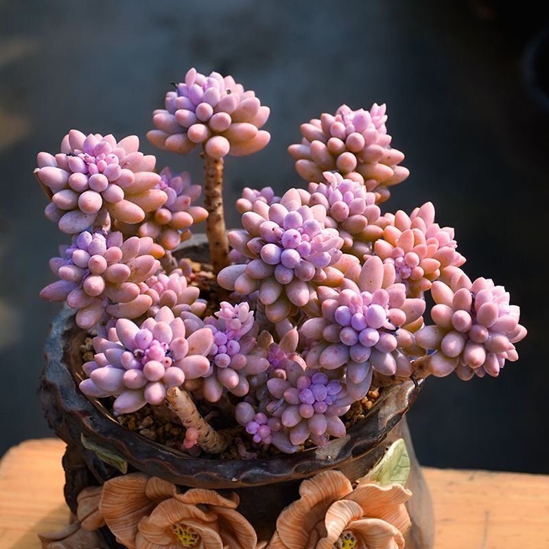 婴儿手指群生老桩多头多肉植物小盆栽组室内阳台花卉新手四季好养