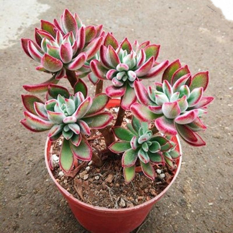 锦晃星多肉植物老桩多头整桩盆栽绿植盆景新手好养易活红兔耳朵,鲜花速递/花卉仿真/绿植园艺,多肉植物,淘宝优惠券,粉丝福利购,淘宝优惠卷