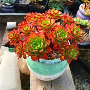 火焰蒂亚云南露养群生多肉植物老桩盆栽花卉绿植易活新手好养 包邮