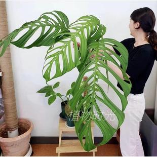 植物时光 巨洞龟背竹 Monstera Epipremnoides耐荫好养 高级观叶