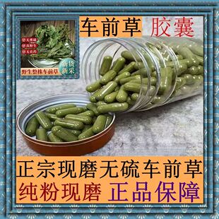 车前草胶囊现磨野生车前草粉中药材车前草新货无硫特级正品包邮