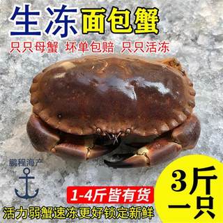 面包蟹超大黄金蟹速冻英国黄道蟹鲜活水产珍宝蟹生冻即食特大3斤