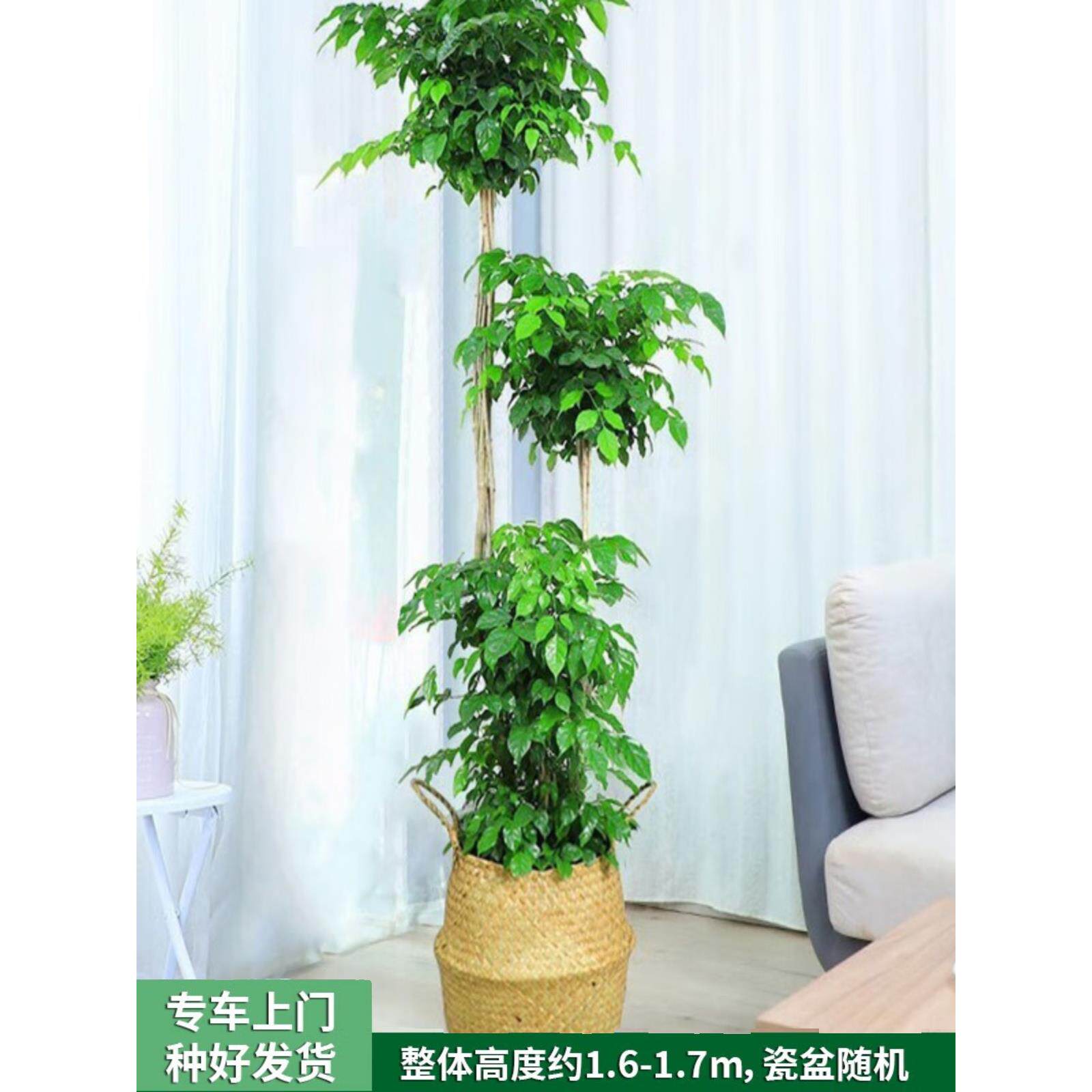 厂家only you【两小时达】幸福树富贵树大盆栽盆景绿植物客厅开业