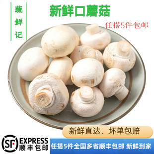【蔬鲜记】口蘑250g 新鲜食用菌菇白蘑菇口菇 双孢菇煲汤蔬菜