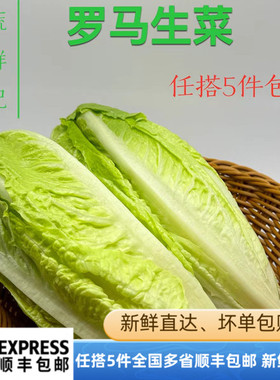 包心罗马生菜500g黄心罗马罗纹凯撒生菜 西餐沙拉食材蔬菜轻食材