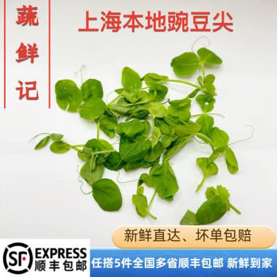 新鲜豌豆头 时令豌豆尖 农家种植豌豆尖苗500克 青豆苗龙须菜青菜