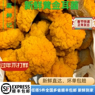 【蔬鲜记】新鲜黄金耳菌500g 黄耳菌 新鲜菌菇 非干货