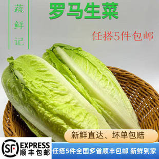 包心罗马生菜500g黄心罗马罗纹凯撒生菜 西餐沙拉食材蔬菜轻食材