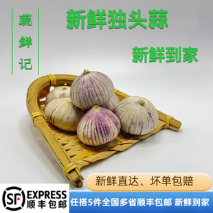 【蔬鲜记】独头蒜新鲜精选大果独子蒜现挖新蒜500g