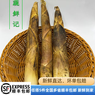 现挖新鲜竹笋春笋冬笋雷竹笋马鞭笋临安天目山野生当季食用蔬菜