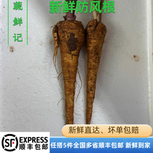 新鲜蔬菜 欧防风根 欧洲萝卜 Fresh parsnip 500g