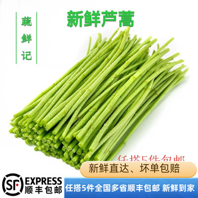 新鲜芦蒿杆叶嫩茎500g蒌蒿柳叶蒿藜蒿鲜当季蔬菜鲜食用泥蒿