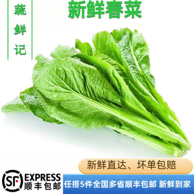 【蔬鲜记】新鲜春菜500g潮汕新鲜农家蔬菜小芥菜广东菜微苦青菜