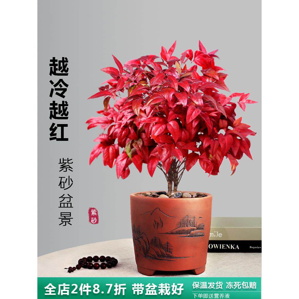 红叶南天竹盆景冬季耐寒红叶植物室内外阳台庭院四季好养植物
