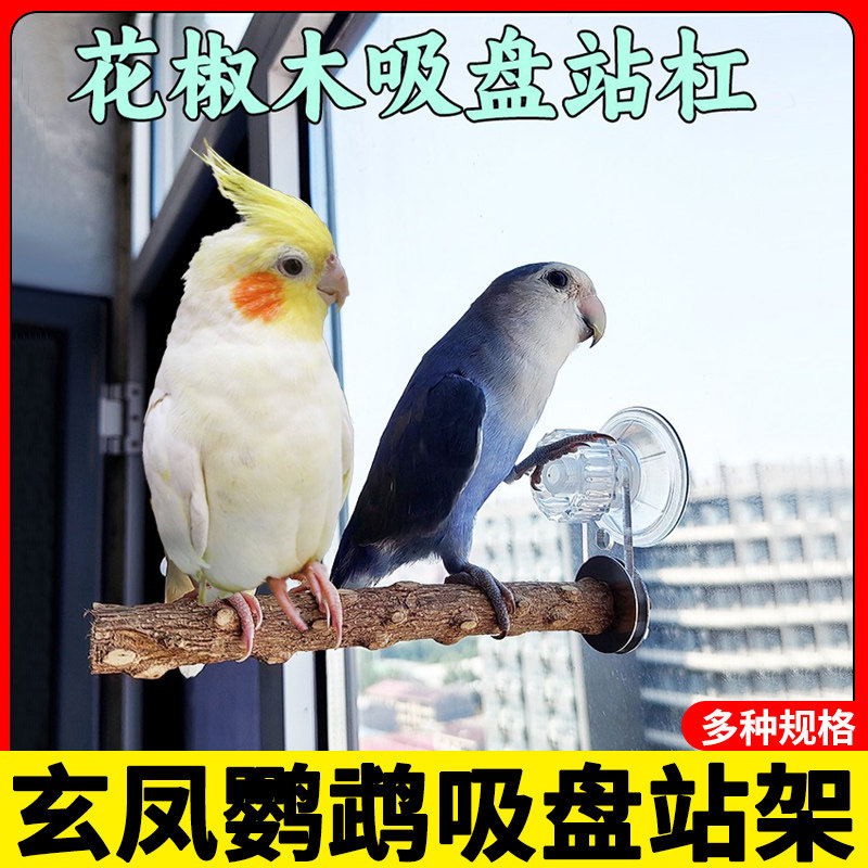 玄凤专用鹦鹉吸盘站架花椒木瓷砖窗户玻璃车载吸盘站杆墙面站树鸟
