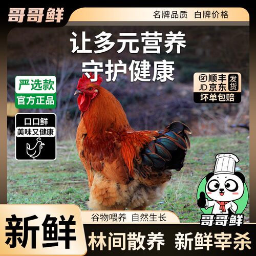 大公鸡哥哥鲜农家散养土鸡笨鸡