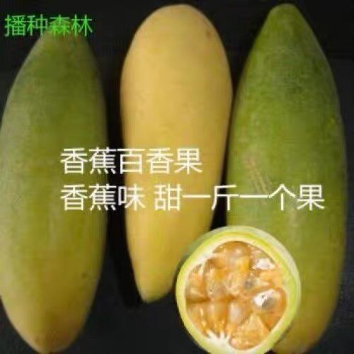 黄金油菜花种子四季播
