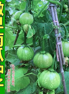 一串铃早嫩小南瓜种子高产四季青南瓜种子庭院阳台盆栽播蔬菜种籽