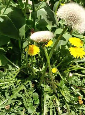 新产蒲公英种子籽野菜婆婆丁种植药食用种四季播种多年生种籽蔬菜