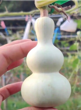 天坛八宝葫芦种子 粗翻嘴八宝葫芦 长嘴葫芦籽 阳台花园葫芦种籽