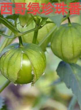 进口番茄种子墨西哥带壳番茄种子 绿色粘果酸浆 无限生长盆栽番茄