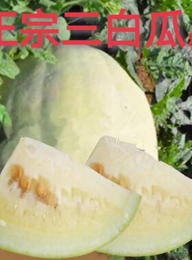 万荣三白瓜种子高产超甜白西瓜香瓜甜瓜种子早熟春季水果蔬菜种子