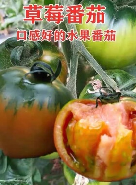 东北铁皮柿子种籽水果草莓番茄种子脆油皮西红柿大棚菜园盆栽甜心