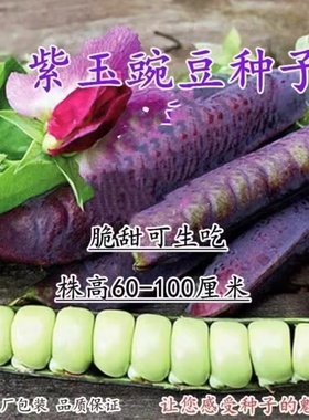 【今年新种】正品农家紫色豌豆矮杆搭架水果荷兰豆秋冬季蔬菜种子