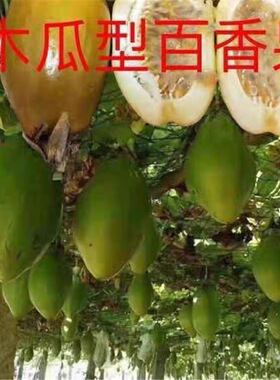原装百香果种子香蕉百香果金蜜木瓜一包约百粒阳台盆栽多年生种孑