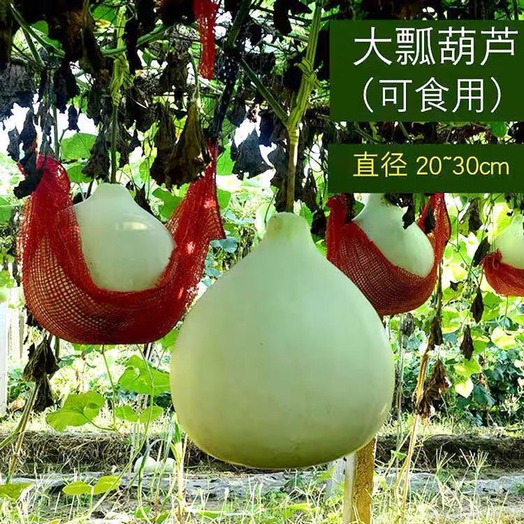 可食用葫芦种子大葫芦胡芦籽水瓢芦瓜葫芦籽农家菜葫芦垂吊葫芦籽