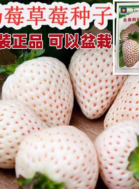 原厂装草莓种子四季种植奶油草莓籽四季草莓籽草莓种籽子水果种孑