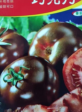 巧克力番茄种子中果圣女果西红柿种子蔬菜春秋季阳台盆栽四季种植