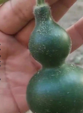 正宗墨绿翡翠葫芦籽文玩翠玉葫芦种子亚腰种籽手捻八宝小葫芦