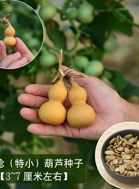 【今年新种】手捻小葫芦籽种观赏迷你葫芦籽种金寸微型文玩葫芦籽