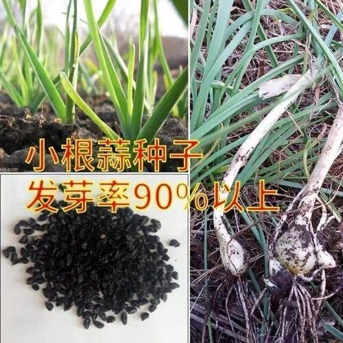 四季播黑松露种籽孑耐热耐旱