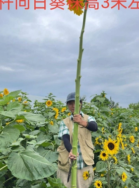 巨人向日葵种子泰坦好吃高产抗性强可食用大型葵花种籽各类向日葵