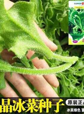 【今年新种】四季水晶冰菜种子冰菜籽种冰草菜籽阳台稀有蔬菜野菜