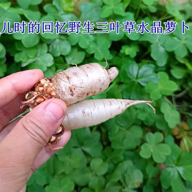 水晶萝卜种籽四季红白三叶草种子粉色幸运草盆栽植物果园绿肥种籽