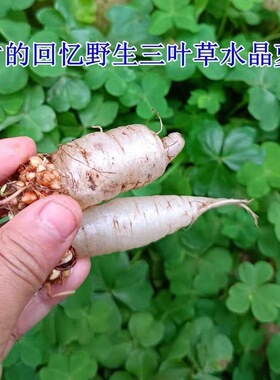 水晶萝卜种籽四季红白三叶草种子粉色幸运草盆栽植物果园绿肥种籽