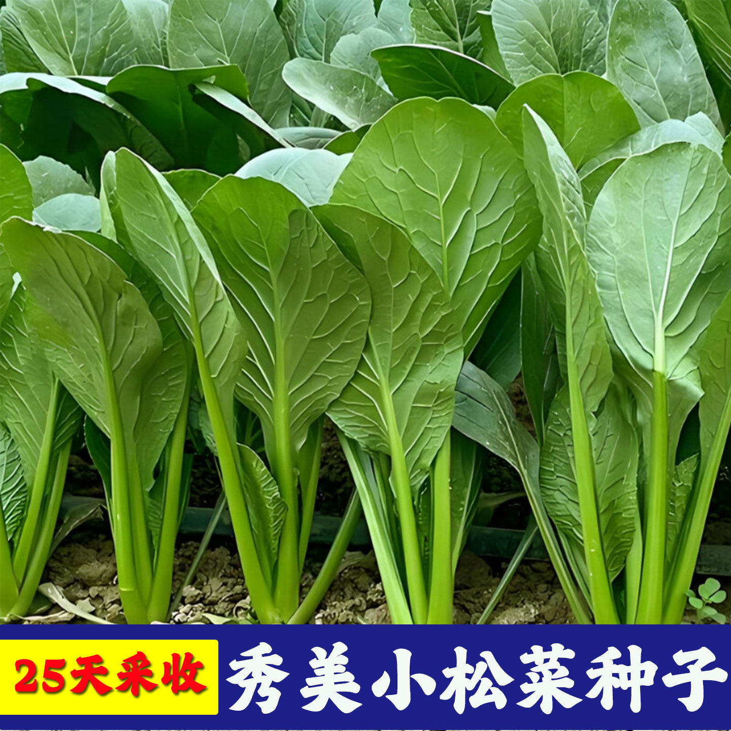 长梗小松菜种子甜脆速生高产小青菜蔬菜种子大全小菘菜种籽新种图片