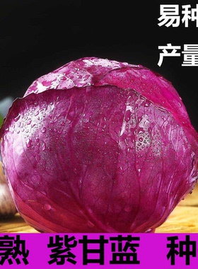 新品种紫色甘蓝种子紫罗兰紫包菜种籽孑蔬菜秧大头菜包心菜圆白菜