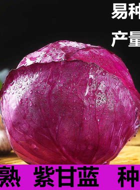 紫色包菜紫罗兰甘蓝种子紫甘蓝