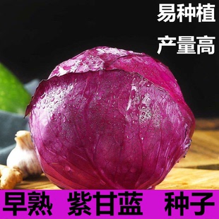 種紫色甘藍種子紫羅蘭紫包菜種籽孑蔬菜秧大頭菜包心菜圓白菜 新品