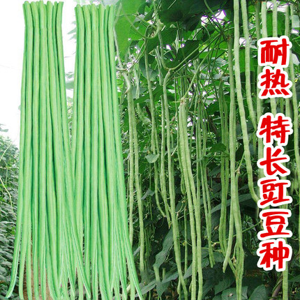耐热满架豇特长豇豆种籽超长豆角种子夏季春秋豆角种孑高产四季豆