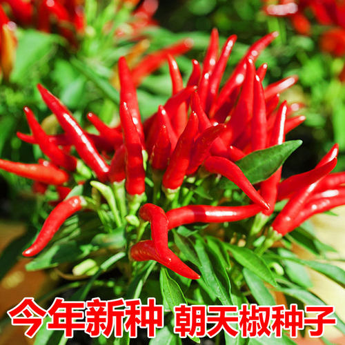 朝天椒种子阳台盆栽四季辣椒蔬菜小米椒大全特辣高产指天椒种籽