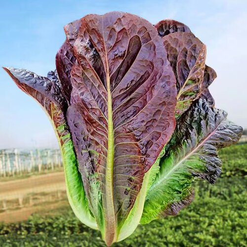 紫孔雀菜种子紫罗马生菜包心生菜种籽四季种高钙营养蔬菜种子大全