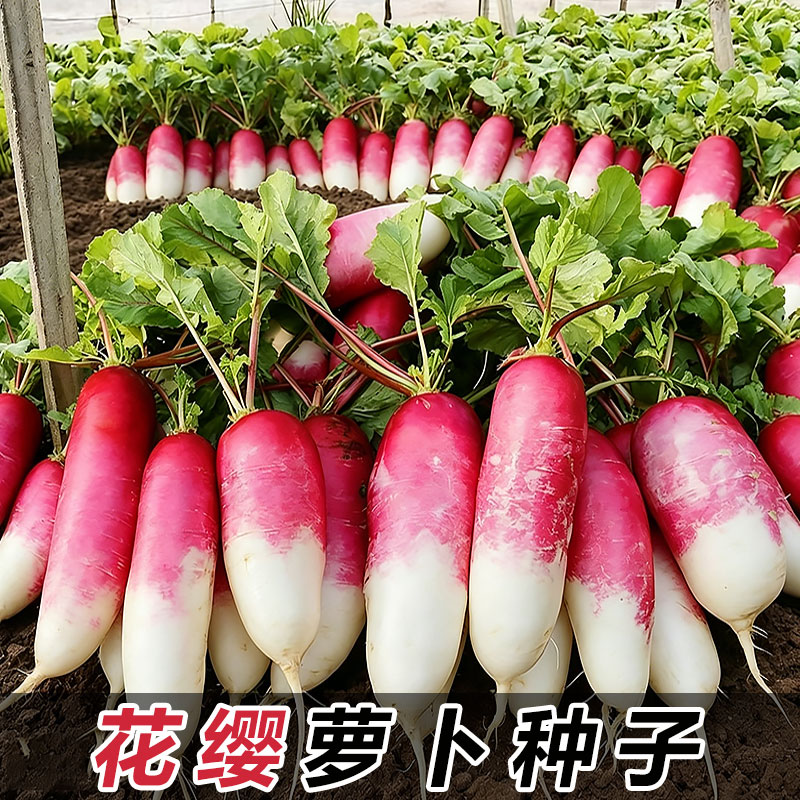 花缨萝卜种子四季脆甜水果一点红萝卜种籽红皮微辣阳台蔬菜种子图片