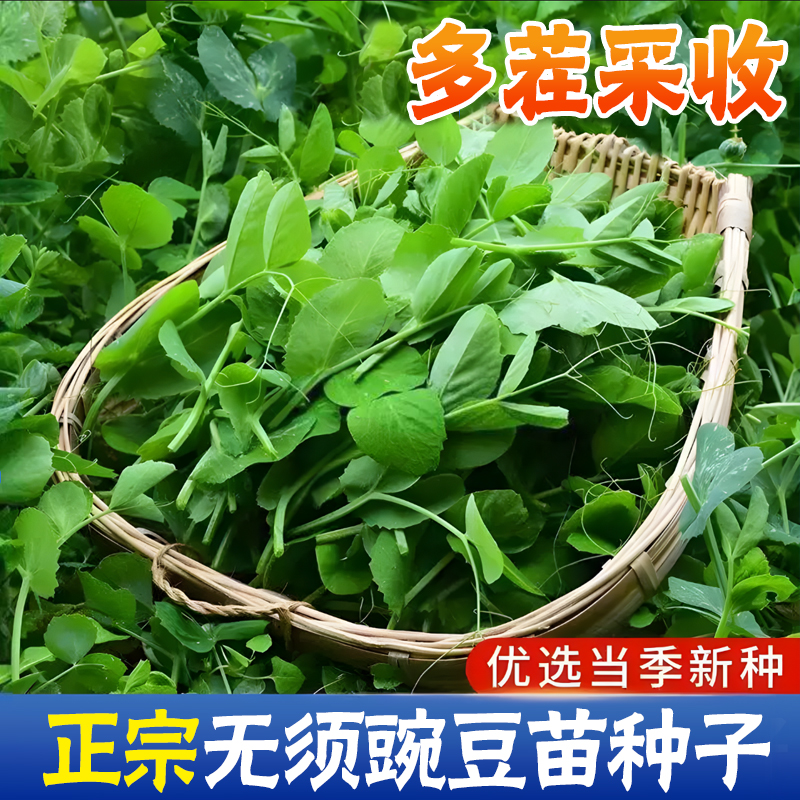 无须豌豆苗种子春秋种植