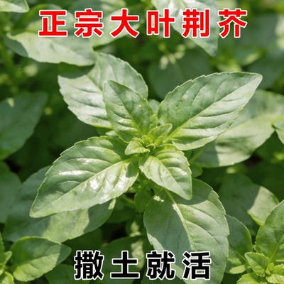 正宗大叶荆芥种子春秋四季新种